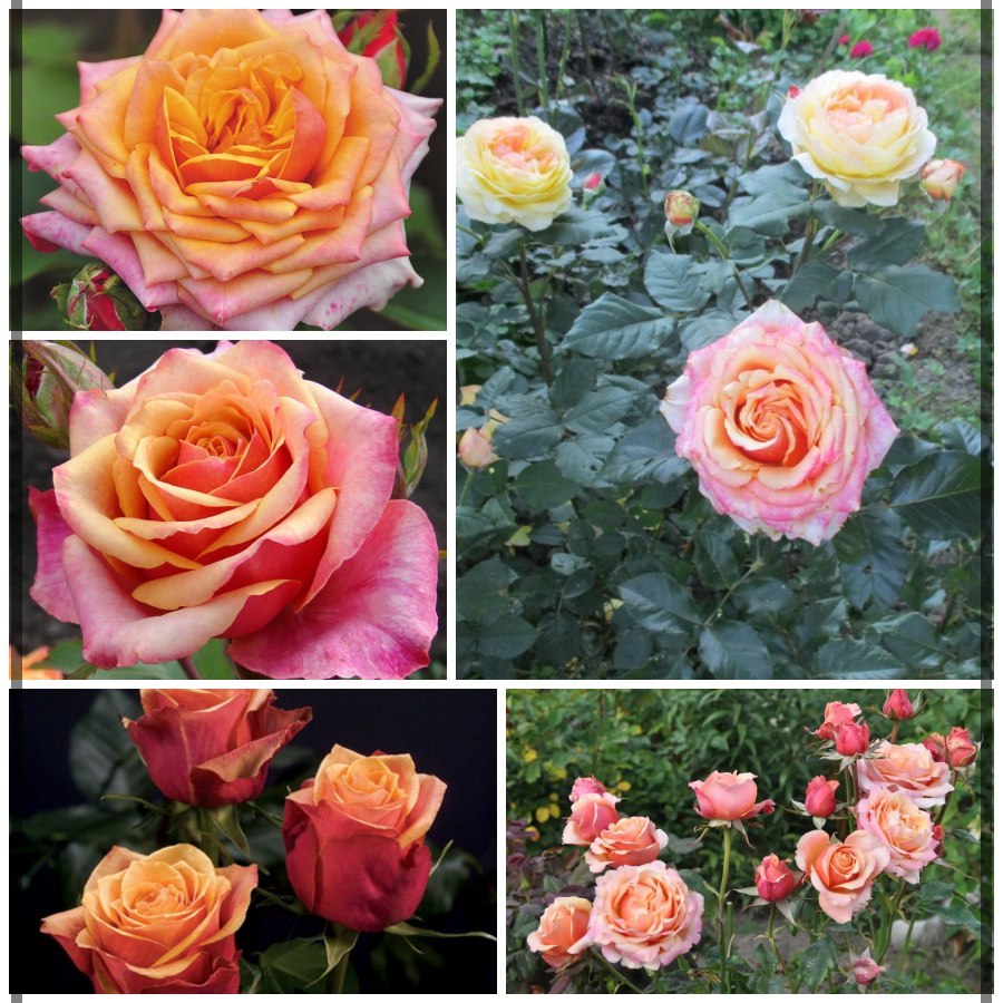 Cherry Brandy róże wielkokwiatowe